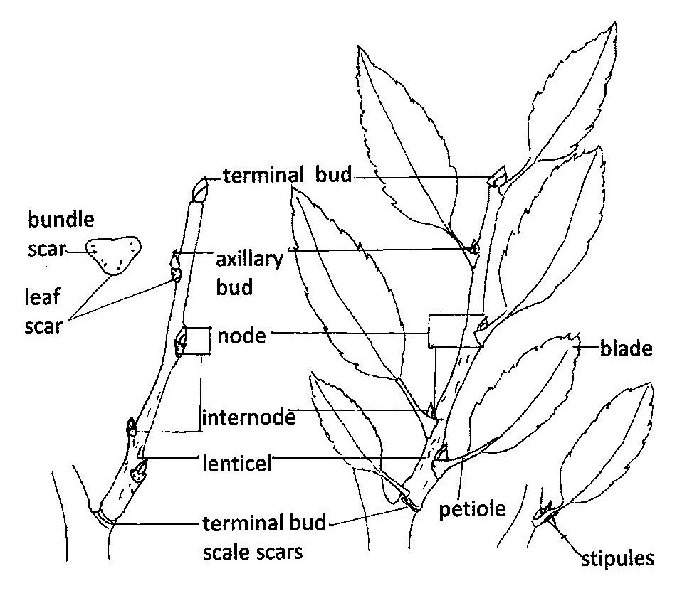 Line drawing of external features of a woody stem, with terms next to features