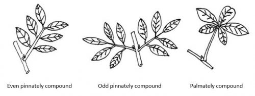 Line drawing of 3 different types of compound leaves: even pinnately compound; odd pinnately compound; palmately compound