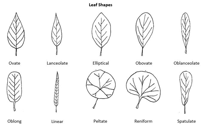 Line drawing of 10 leaf shapes: ovate; lanceolate; elliptical; obovate; oblanceolate; oblong; linear; peltate; reniform; spatulate