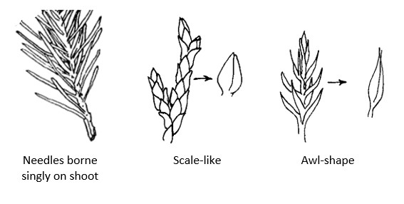 Line drawing of 3 types of Conifer leaves: Needles borne singly on shoot; scale-like; awl-shape