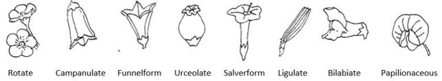 Dibujo lineal de formas de corola de flores: rotar; campanulado; forma de embudo; urceolada; salverforme; ligulada; bilabiada; papilionácea