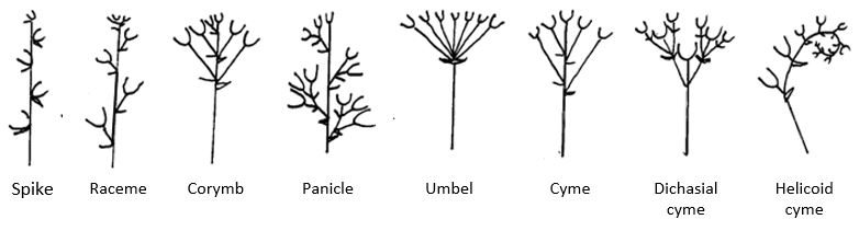 Line drawing of inflorescence types: spike; raceme; corymb; panicle; umbel; cyme; dichasial cyme; hellcoid cyme