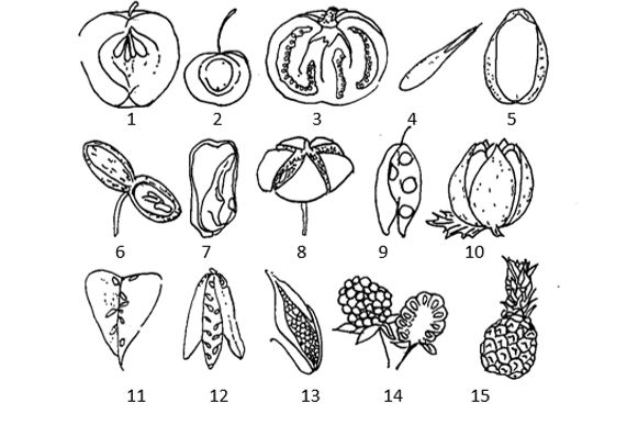 Line drawing of 15 different fruit types