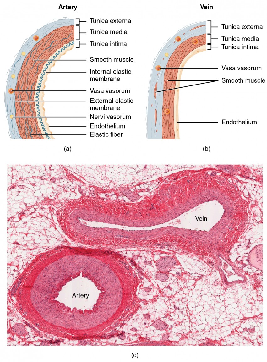 The top left panel of this figure shows the ultrastructure of an artery, and the top right panel shows the ultrastructure of a vein. The bottom panel shows a micrograph with the cross sections of an artery and a vein.