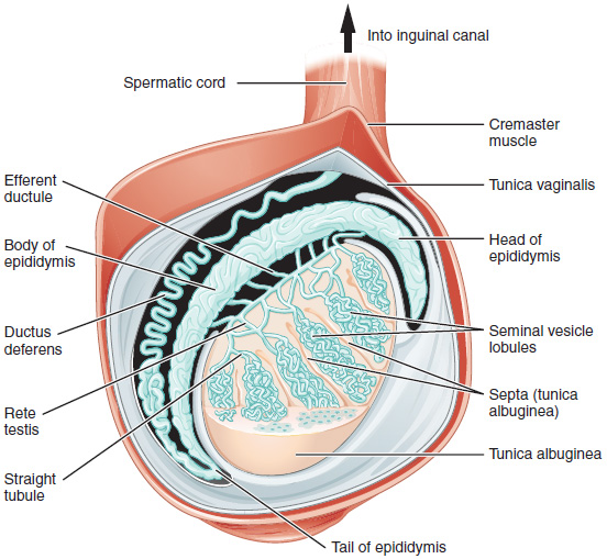 This diagram shows the cross section of the testis.