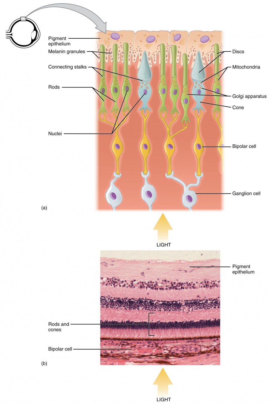 The top panel shows the cellular structure of the different cells in the eye. The bottom panel shows a micrograph of the cellular structure.