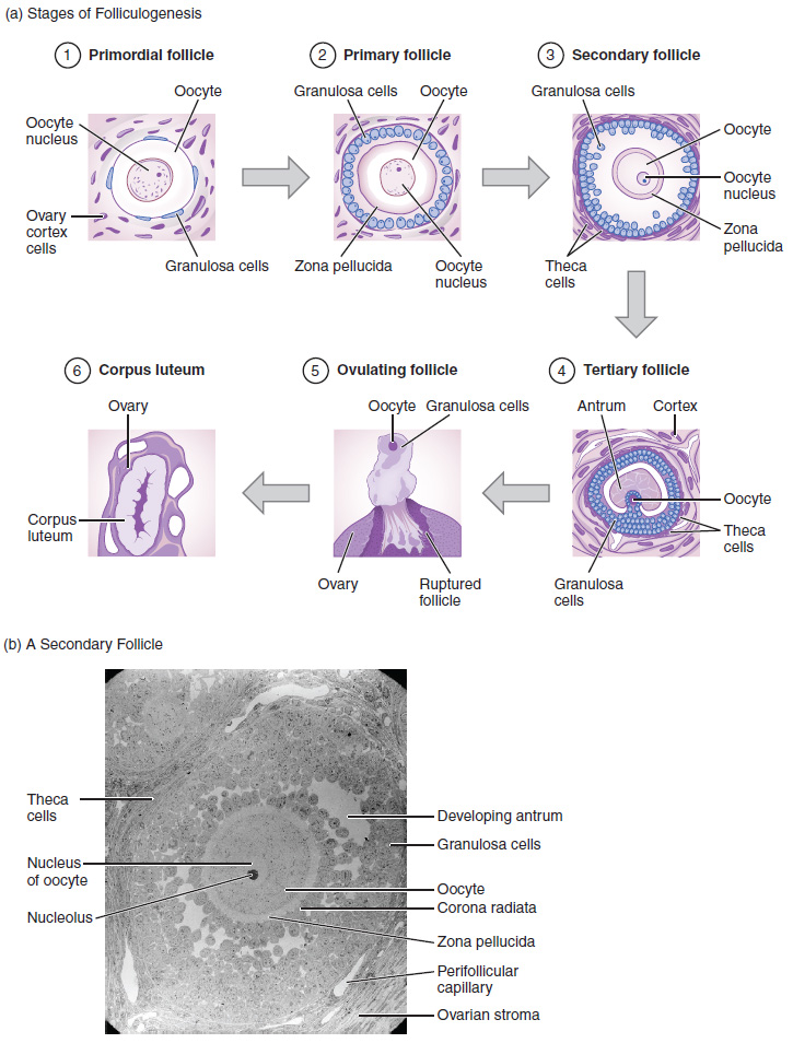 This multipart figure shows how follicles are generated. The top panel shows the six stages of folliculogenesis. In each stage, the major cell types are labeled. The bottom part shows a micrograph of a secondary follicle and the major parts are labeled.