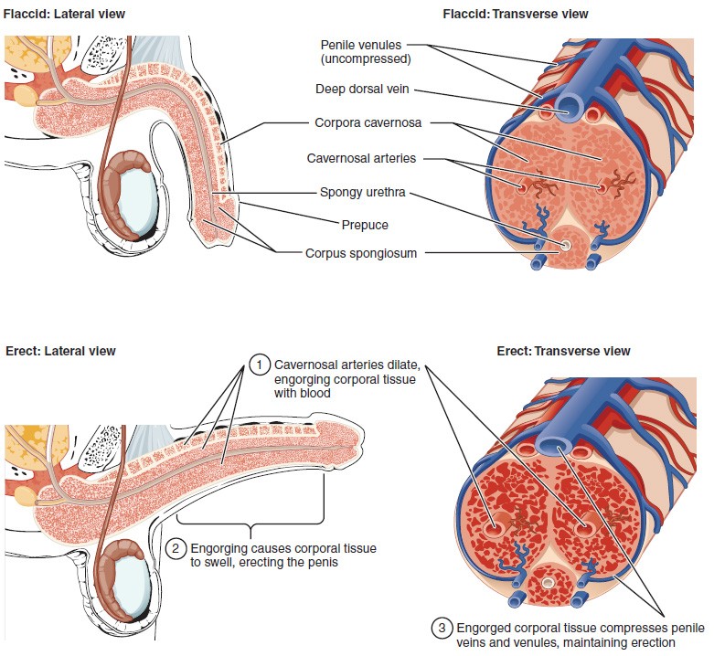 This multipart diagram shows the cross section of the penis. The top left panel shows the lateral view of the flaccid penis and the top right panel shows the transverse view. The bottom left panel shows the lateral view of the erect penis and the bottom right panel shows the transverse view.