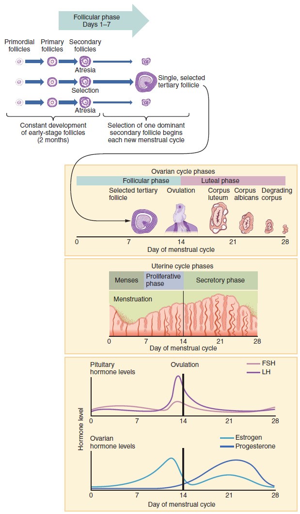 The top panel of this image shows the stages in the follicular phase and how one follicle is selected at the end of this phase. The middle part of this image shows the ovarian cycle phases and the uterine cycle phases. The bottom panel shows the levels of different hormones as a function of time.
