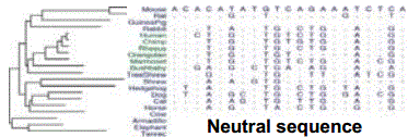 Neutral sequence.png