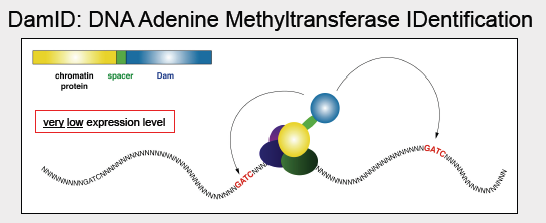 DamID DNA Adenine Methyltransferase IDentification.png
