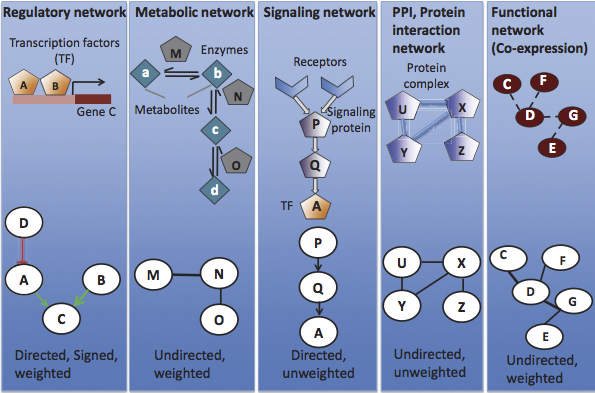 Regulatory network Metabolic network Signaling network.png