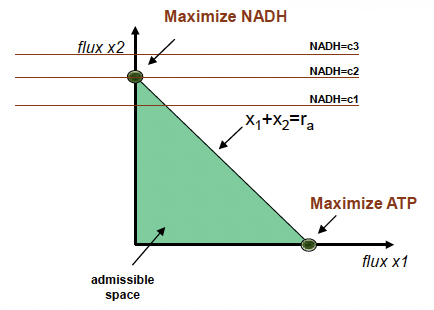 Maximize NADH.png