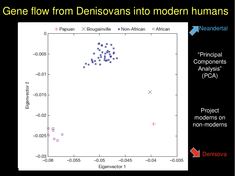 Gene flow from Denisovans into modern humans.png