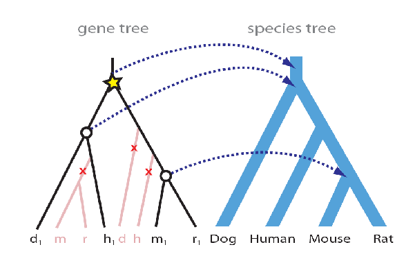 gene tree.png