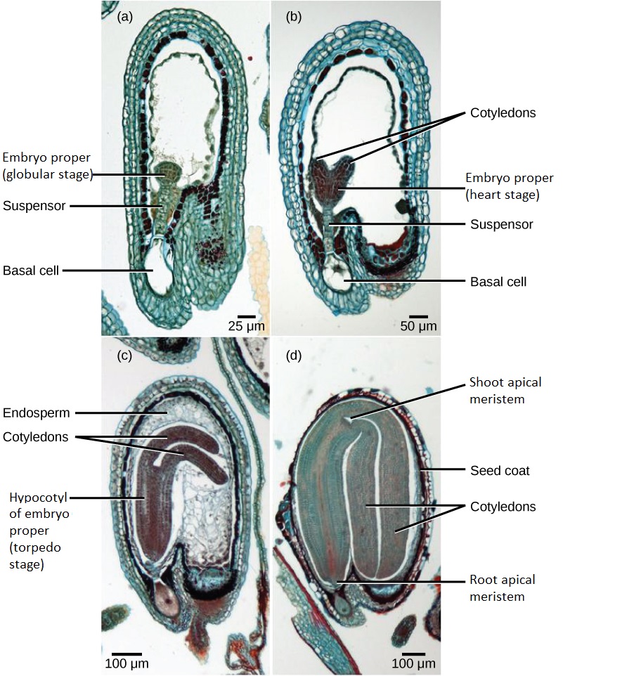 Four of the stages of embryogensis in the eudicot Capsella bursa-pastoris