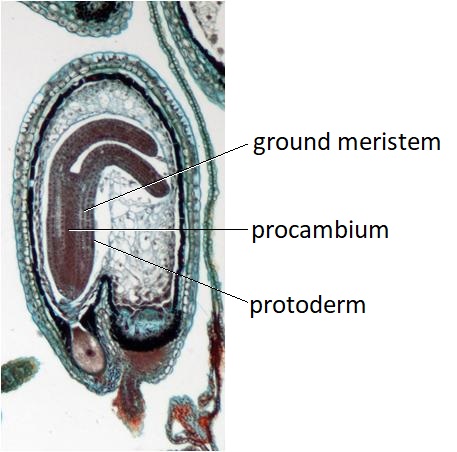 Developing Capsella embryo. The cylindrical hypocotyl contains a darkened central region (procambium) surrounded by the ground meristem and protoderm.