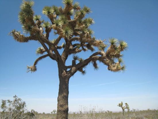 Joshua Tree standing in the Mojave desert