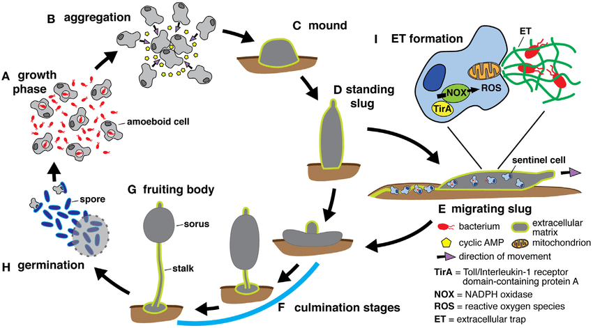 El ciclo de vida de un molde de limo celular