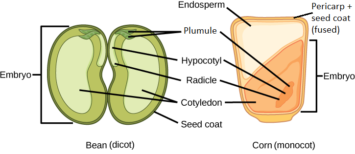 The lower half of a corn kernel is the scutellum, and the upper half is endosperm. The two bean cotyledons fill most of it.