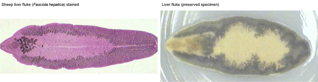 Figure 2. Sheep liver fluke (Fasciola hepatica) stainedLiver fluke (preserved)