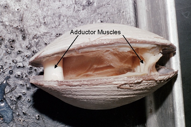 Figure 3. Adductor muscles of a clam.