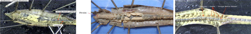 Figure 3. Left: The anterior end of the worm. Middle: The brain. Right: The mid-section