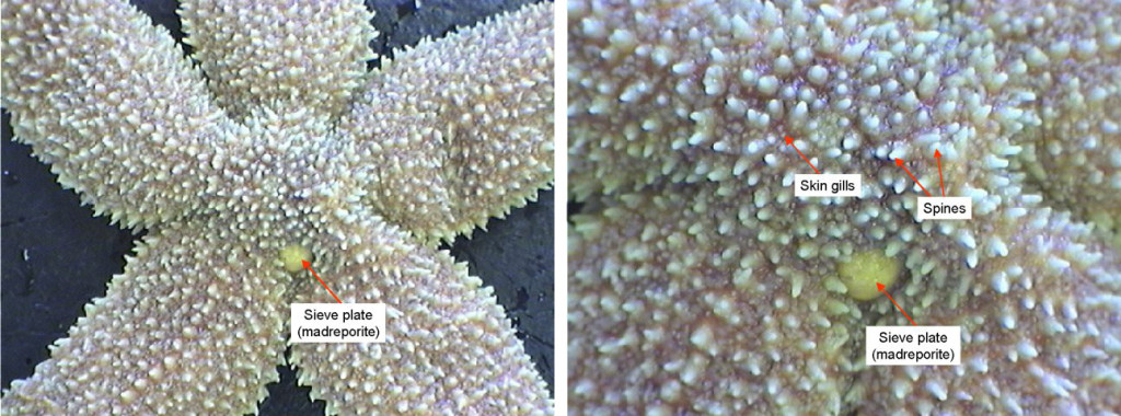 Figure 2. Left: Aboral surface. Right: Close-up of the skin of a sea star.