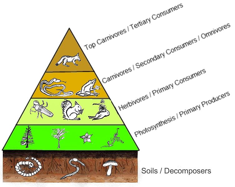 Pyramid of trophic levels. The base of the pyramid is composed of soils and decomposers. Immediately above are the primary producers: organisms that use photosynthesis. Above these are the herbivores, or primary consumers. Above these are carnivores and omnivores that are secondary consumers. At the top are top carnivores or tertiary consumers. The pyramid shape of the levels shows that the number of organisms in groups gets smaller as the group gets higher on the pyramid.