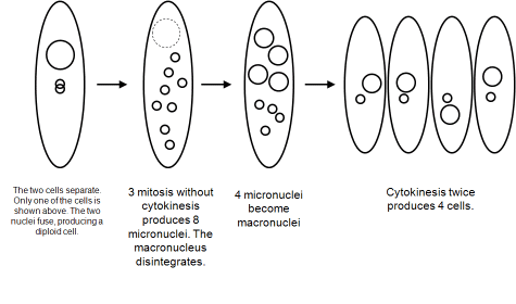 The two cells separate. The following process occurs separately in each cell. The two micronuclei fuse, producing a diploid cell. Mitosis occurs three times without cytokinesis. There are now 8 micronuclei. The macronucleus disintegrates. 4 micronuclei become macronuclei. Cytokinesis occurs twice, producing 4 cells, each with a macronucleus and a micronucleus.