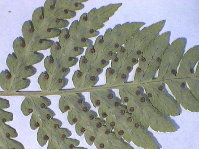 Figure 12. Fern showing sori on underside of leaf