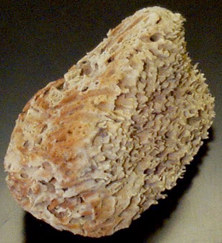 Figure 3. Commercial Sponge
