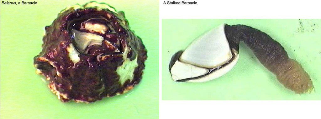Figure 12. Left: Balanus—a barnacle. Right: A stalked barnacle