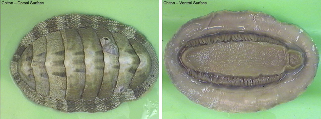 Figure 1. Left: chiton, dorsal surface. Right: ventral surface