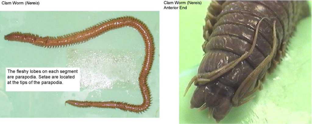 Figure 5. Left: Clam worm (Nereis). Right: Clam worm (Nereis) anterior end