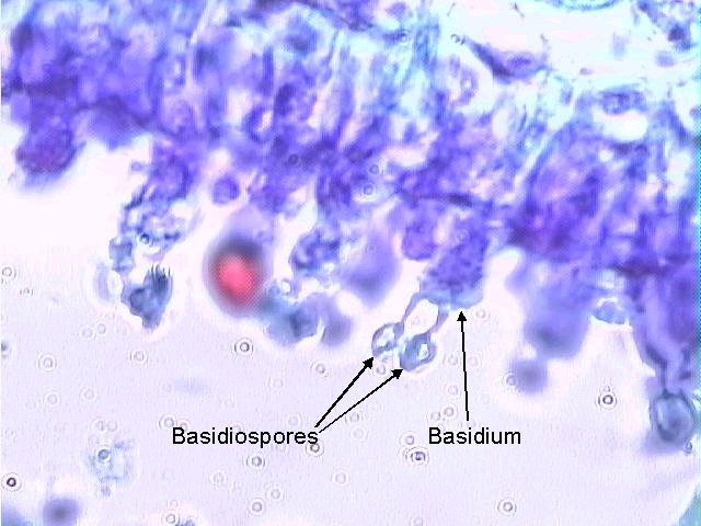 Figure 12. Basidia and basidiospores X 1000