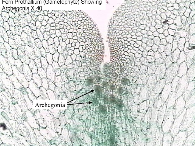 Figure 14. Fern prothallium (gametophyte)