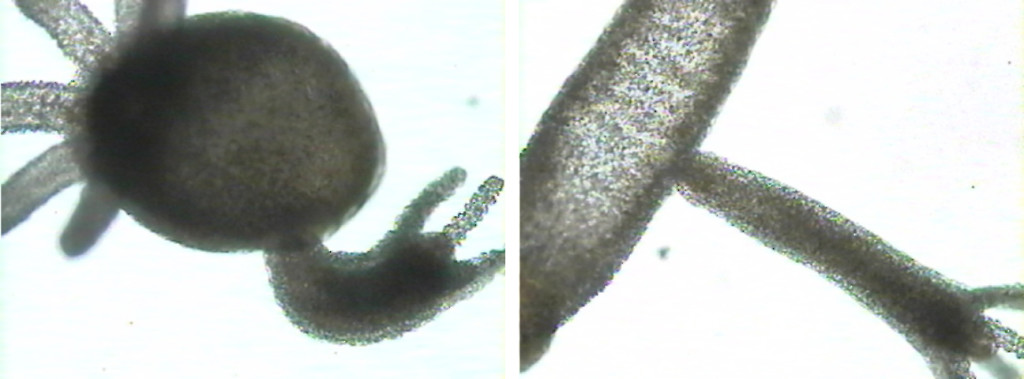 Figure 4. Hydra budding. This is a form of asexual reproduction.