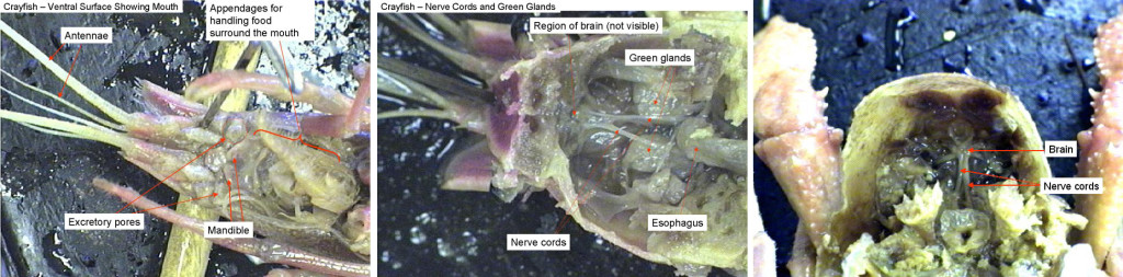 Left: Crayfish ventral surface. Middle: Crayfish viewed from above. The stomach has been removed revealing the nerve cords and green glands underneath. Right: Crayfish viewed from above looking into the head region. The stomach has been removed. The brain can be seen.