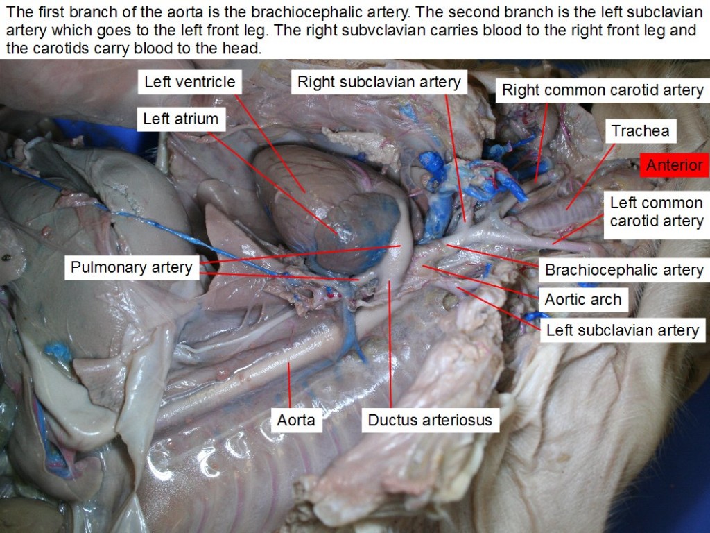 The first branch of the aorta is the brachiocephalic artery. The second branch is the left subclavian artery, which goes to the left front leg. The right subclavian carries blood to the right front leg and the carotids carry blood to the head.