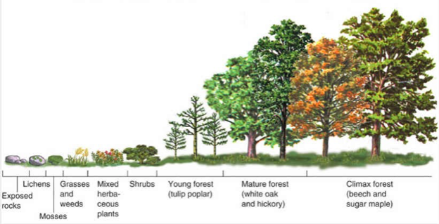 Image showing the progression of the ecosystem, beginning at exposed rocks and progressing towards a mature forest and then a climax forest.
