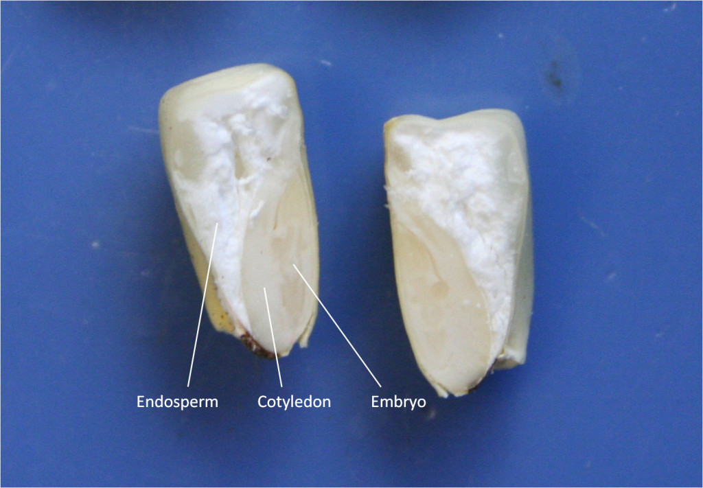 Corn seed showing embryo, cotyledon, and endosperm