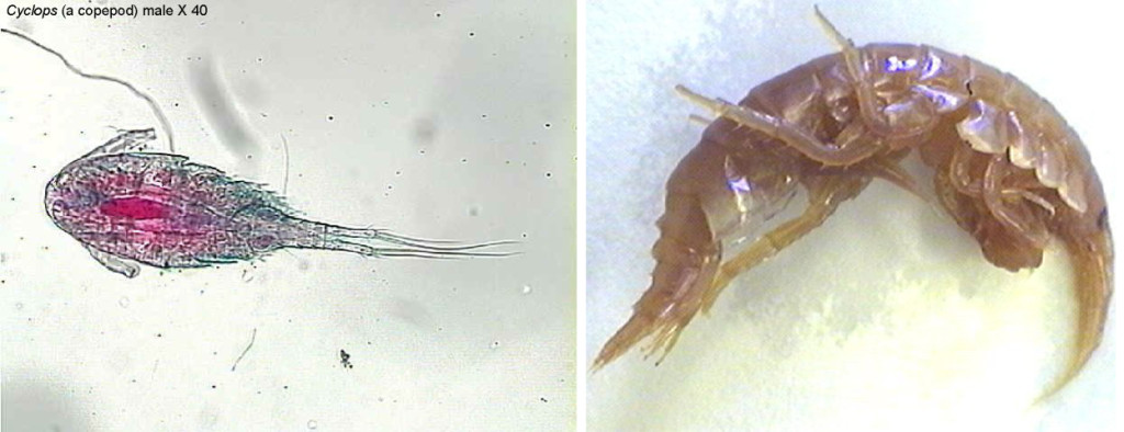 Figure 8. Left: A copepod (Cyclops, male). Right: Krill (Gammarus).