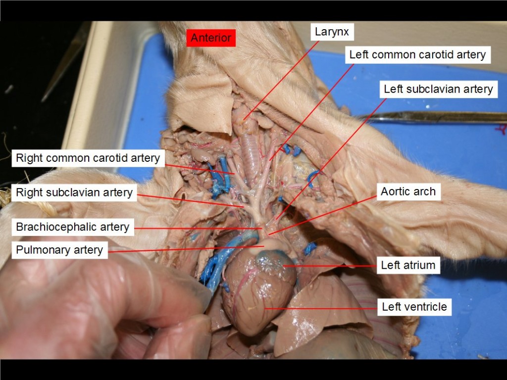 Figure 36. Aortic arch, left atrium, brachiocephalic artery, left common carotid artery, right common carotid artery, larynx, pulmonary trunk, left subclavian artery, right subclavian artery, left ventricle.