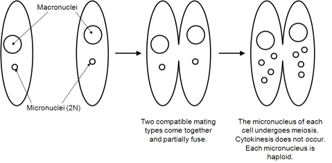 Two cells, each with a macronucleus and a micronucleus: They are compatible mating types. They come together and partially fuse. The micronucleus of each cell undergoes meiosis. Cytonekesis does not occur. Each micronuclues is haploid.
