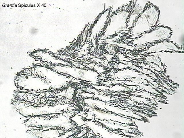 Figure 6. Grantia spicules X 40