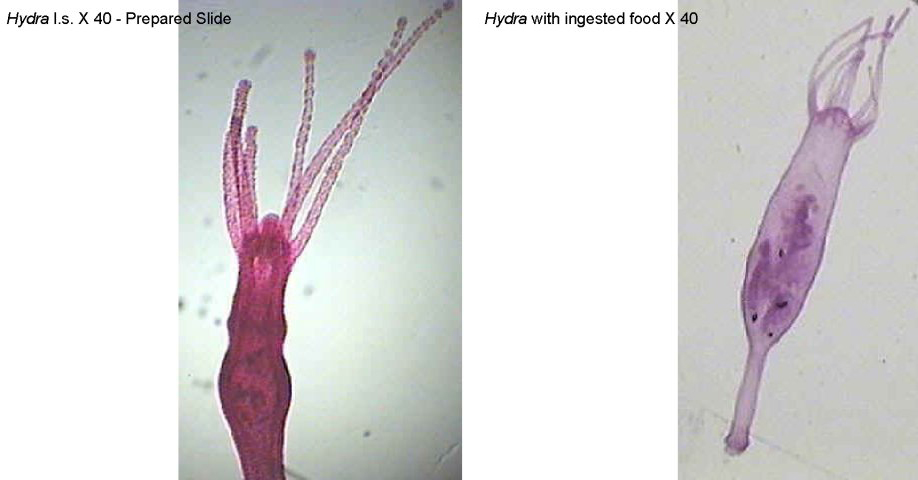 Figure 5. Left: Hydra l.s. X 40. Right: Hydra l.s. with ingested food X 40