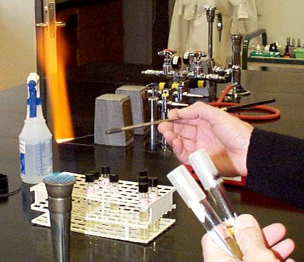 A wire loop is held in the flame of a bunsen burner to sterilize it.