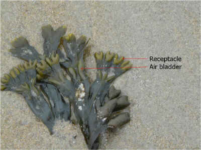 Photo of fucus. Receptacles are at the ends of the fucus.