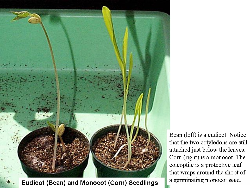 Eudicot (bean) and monocot (corn) seedlings. Bean (left) is a eudicot. Notice that the two cotyledons are still attached just below the leaves. Corn (right) is a monocot. The coleoptile is a protective leaf that wraps around the shoot of a germinating monocot seed.